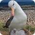 Albatross | WWF