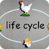 Learn chicken life cycle for k