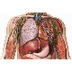 Free Download Medical Books