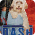 Dash by Kirby Larson