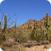 Sonoran Desert Video