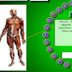 Juegos del CUERPO HUMANO