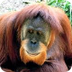 Ape