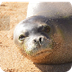 Hawaiian Monk Seals