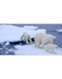  Polar Bear Tundra Cam