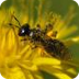 Apiculture