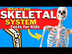 What is the SKELETAL System? |