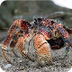 Coconut Crab