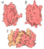 Antibody Model