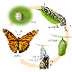 Life Cycle of a Butterfly Flas