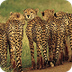 Cheetah Facts for Kids - Cheet