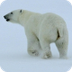 All About Polar Bears for Kids