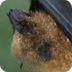 Things That Eat Bats | Animals