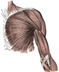 Biology for Kids: Muscles in t