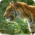 Een Bengaalse tijger getuigt -