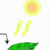 Типи фотосинтезу