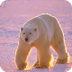Polar bear videos, photos and 