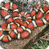 Koningsslangen - Wikipedia
