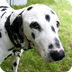 Dog Reactions and Likings