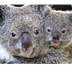How Cuddly Are Koalas? | Wonde