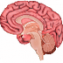  Human Brain Diagram