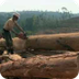 Palm Oil Paper Tiger - YouTube