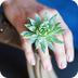 Jewelry Made From Living Plant