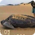 Leatherback Turtle (Best foota