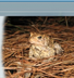 Endangered Species | Home Page