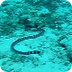Sea Snake Facts: 10 Facts abou