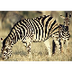 Zebra facts for kids | Nationa