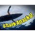 Shark Attacks | SHARK ACADEMY 