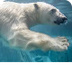 Polar Bear | National Geograph
