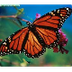 List of Butterflies of NC