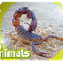 Scorpion | AMAZING ANIMALS - Y