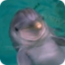 Animoto - Dolphins