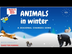 Animals in Winter: Animal Adap