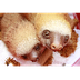 Slothy Sloths