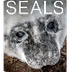 Seal Cam - live video of gray 