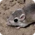 How Desert Animals Beat