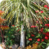 Garden Plans: Square Foot Gard