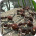 Ant Simulation 3D Full apk - A
