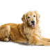 Golden Retriever Dog Breed