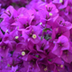 BUGAMBILIA (JARDIN)