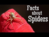 Facts about Spiders for Kids |