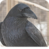 Grand corbeau 