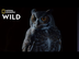Great Horned Owl on the Hunt |