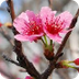 jufjanneke Bloemen/Lente