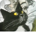 De kattenkoning (eng)