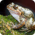Fascinating New Frogs | TIME F